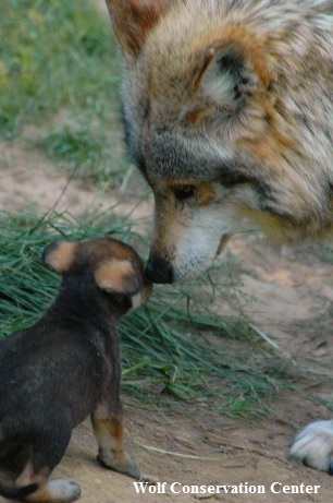 Mexican gray wolf